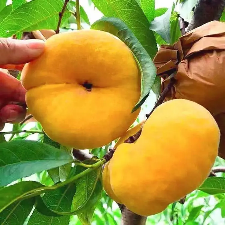 🌟Golden Legend - Golden Peach Seeds