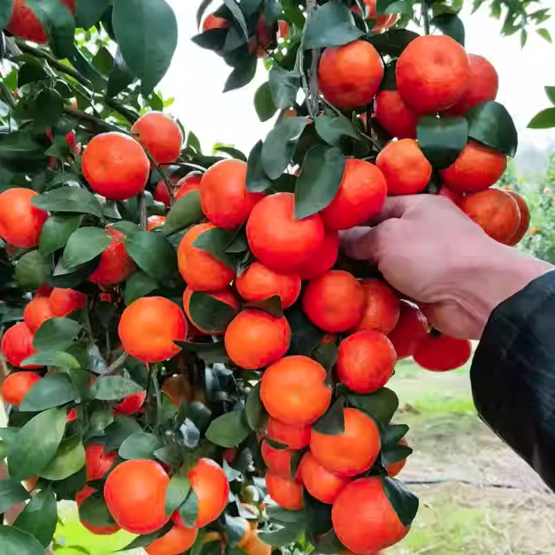🍊Potted Sugar Tangerine Seeds