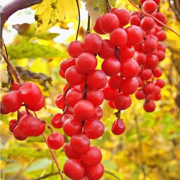 Egrow 50Pcs（100Pcs）/Pack Schisandra Seeds Chinese Magnolia Vine Edible Garden Fruit Tree Seed DIY Plants