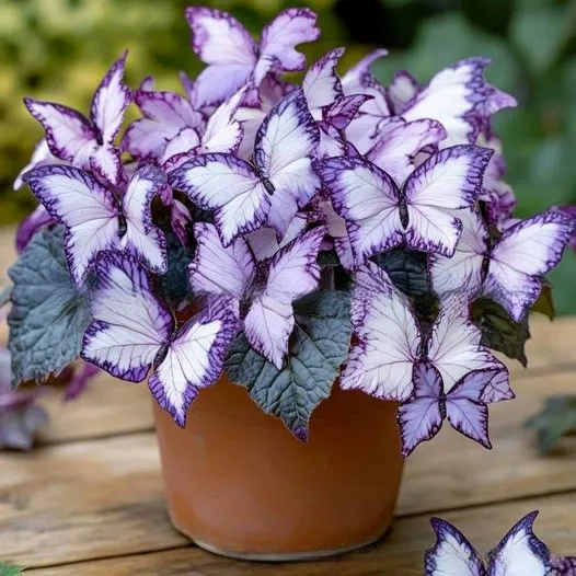 Семена от пеперудена бегония