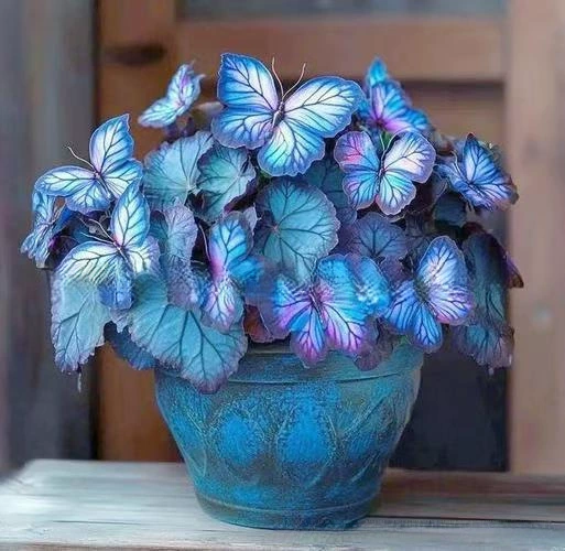 Семена от пеперудена бегония