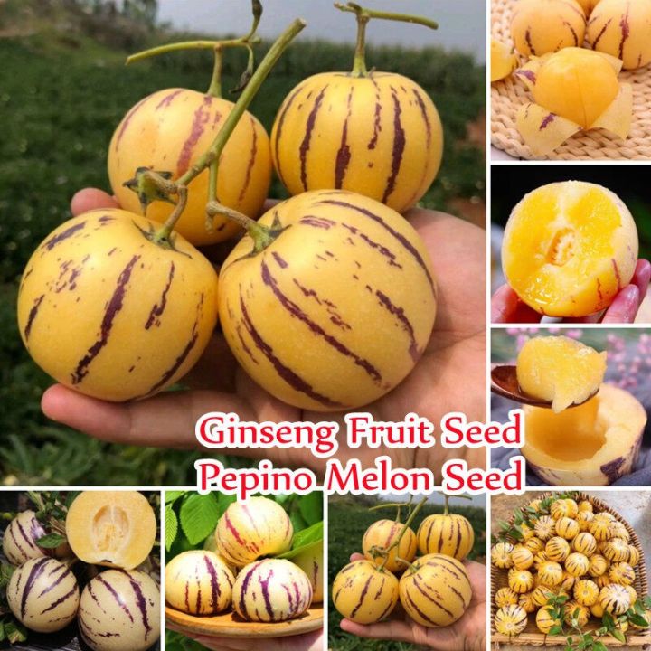 🍈 Екзотичен плод Пепино (Pepino Melon)