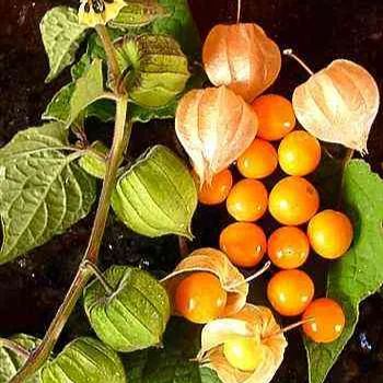 Physalis Peruviana Fruit-Lantern Fruit Seeds