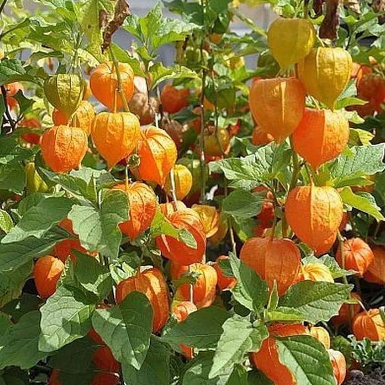 Physalis Peruviana Fruit-Lantern Fruit Seeds