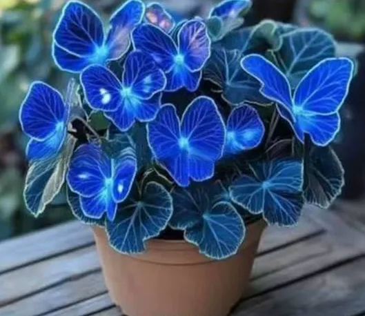 Семена от пеперудена бегония