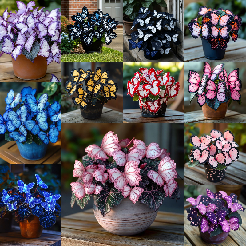 Бегоня с пеперуди: Освободете въображението си в градината! 🌿🦋