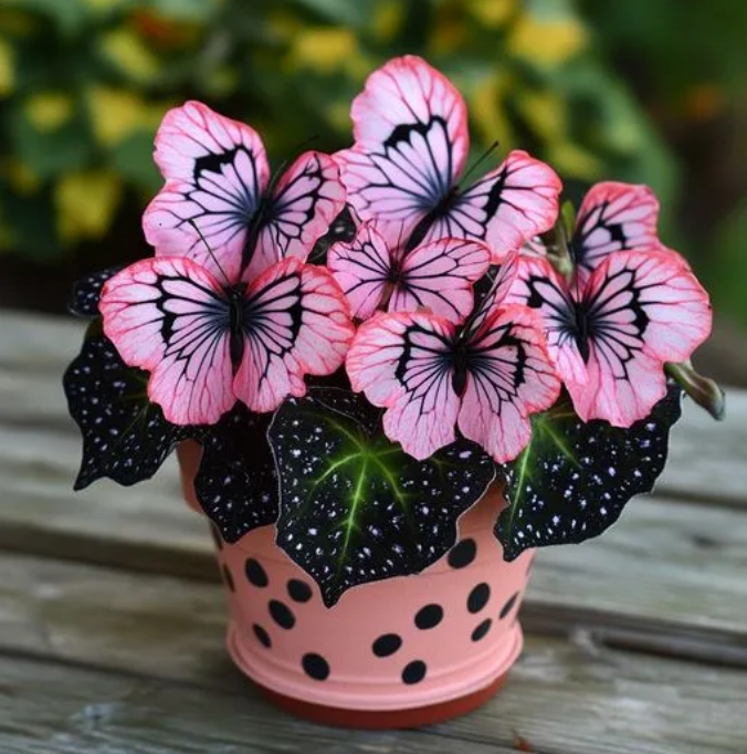 Бегоня с пеперуди: Освободете въображението си в градината! 🌿🦋