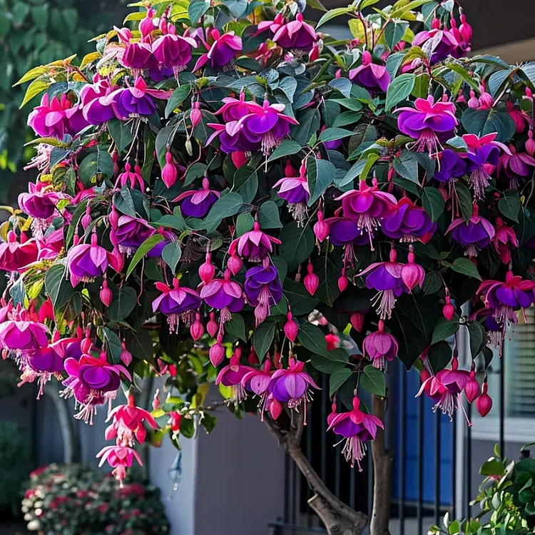 🌺Fuchsia Seeds - Lantern Flower
