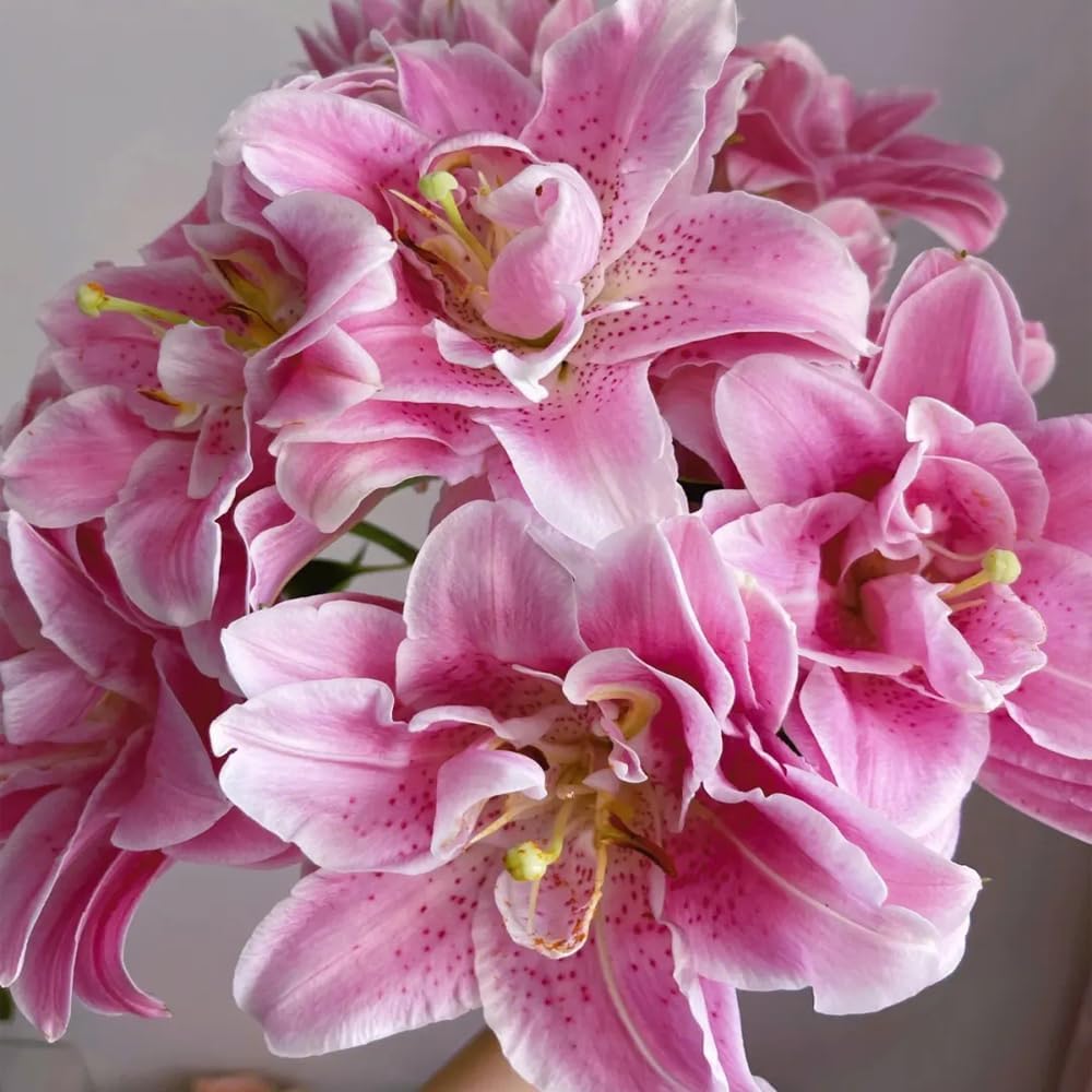 🎁 Задължителни за засаждане през 2026 ☀️ Редки луковици на лилия 🌸