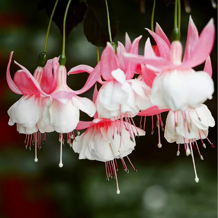 🌺Fuchsia Seeds - Lantern Flower