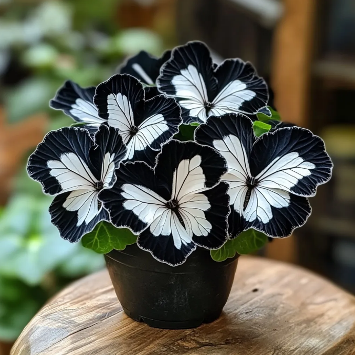 Бегоня с пеперуди: Освободете въображението си в градината! 🌿🦋