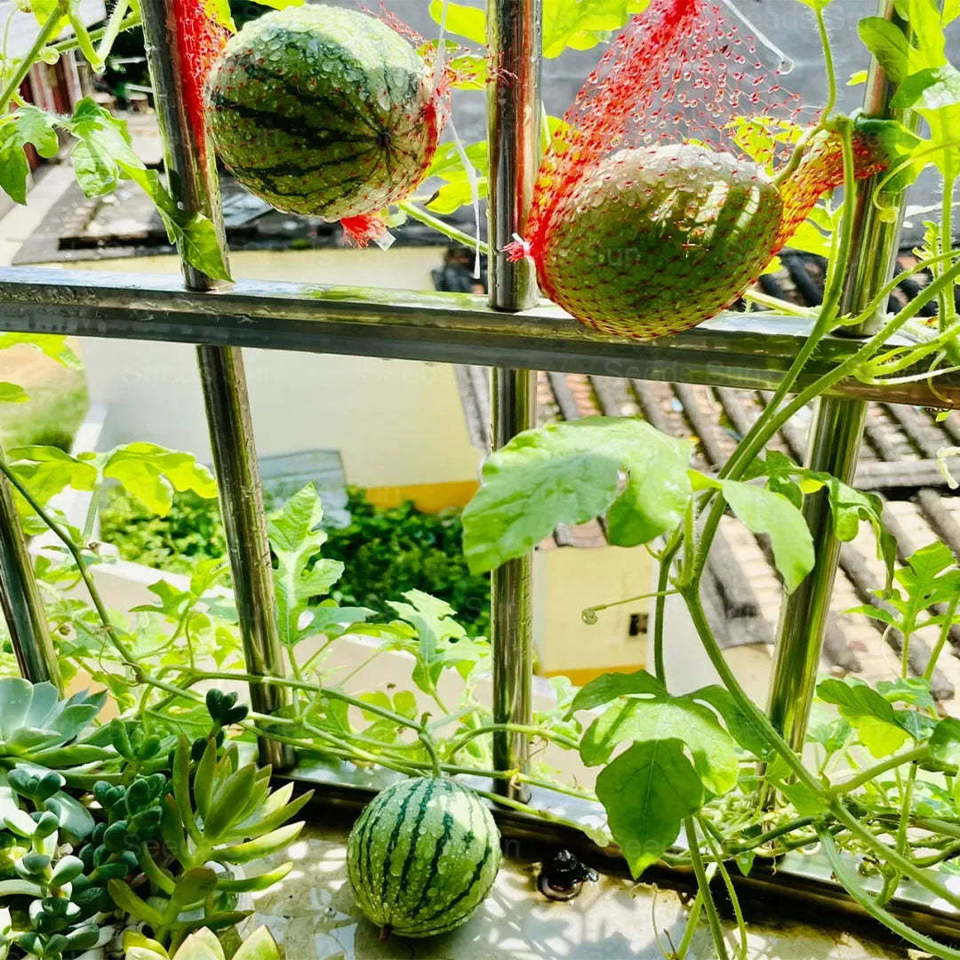 🍉 Органичен ранен червен „Кехлибарен“ пъпеш – сладък, здравословен и любим на цялото семейство!