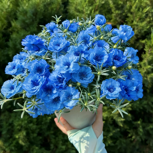 🌟🌸Златна портулка с двойни венчелистчета – Изумителни цветя, които блестят на слънце!