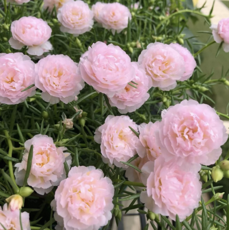 🌟🌸Златна портулка с двойни венчелистчета – Изумителни цветя, които блестят на слънце!