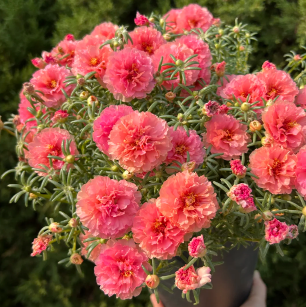 🌟🌸Златна портулка с двойни венчелистчета – Изумителни цветя, които блестят на слънце!