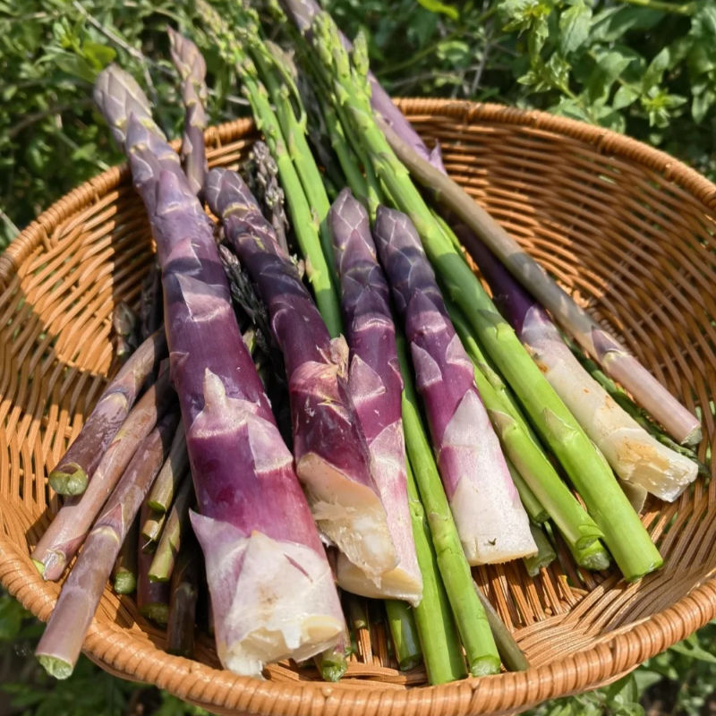 🌱Organic Asparagus Seeds - ❤️Arthritis-Friendly, ✅Easy to cultivate, long-term benefits