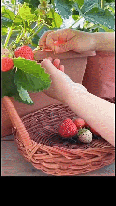 🍓 Семена от сметановидни ягоди