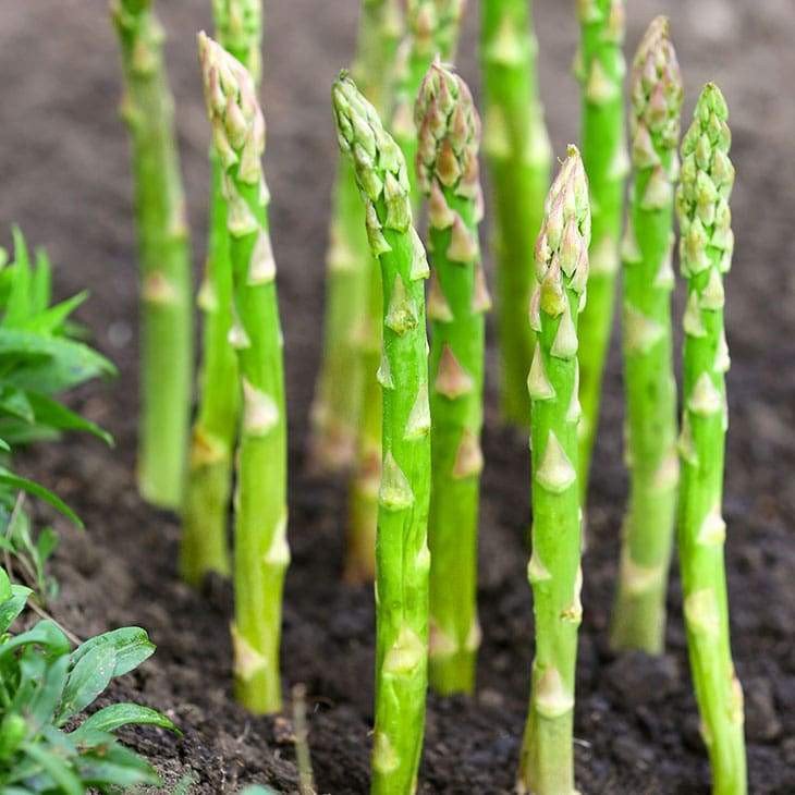 🌱Organic Asparagus Seeds - ❤️Arthritis-Friendly, ✅Easy to cultivate, long-term benefits
