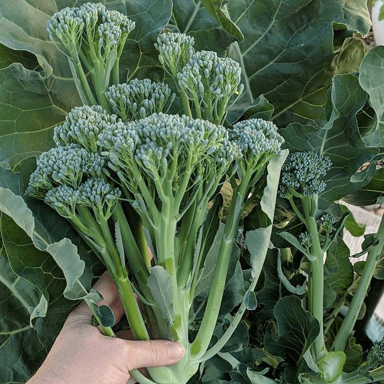 Отгледайте Своя Броколини – Вкусът на Модерната Градина! 🥦