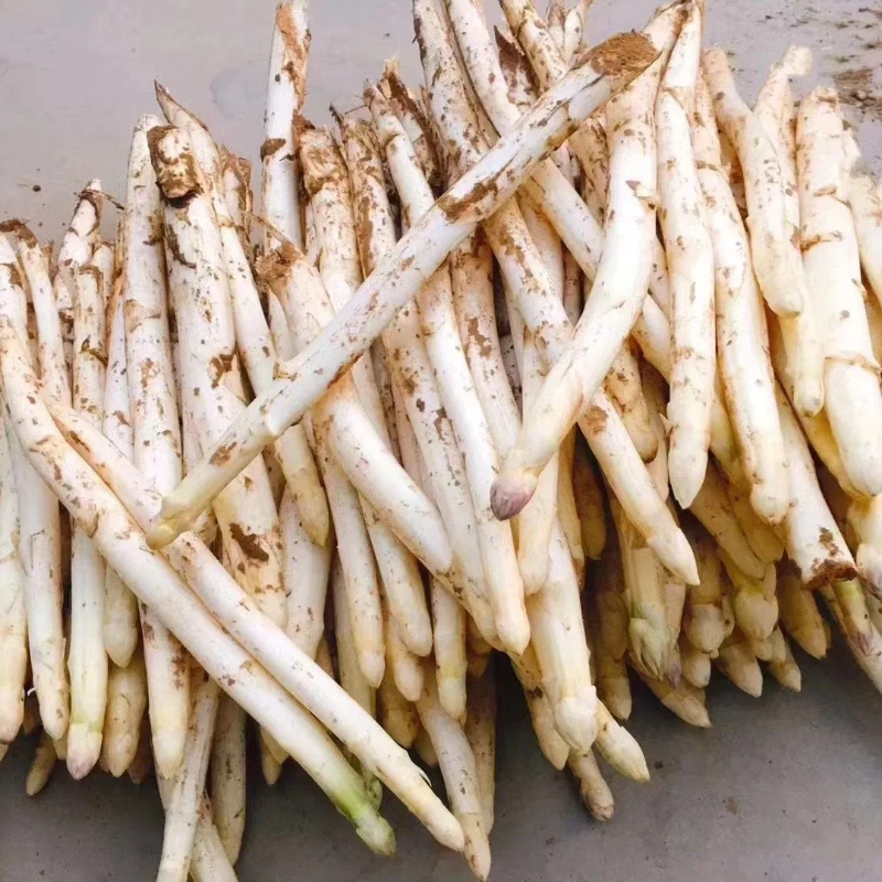 🌱Organic Asparagus Seeds - ❤️Arthritis-Friendly, ✅Easy to cultivate, long-term benefits