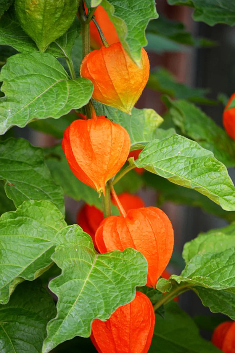 Physalis alkekengi，Strawberry groundcherry，Winter Ground Cherry - Chinese Lantern Seeds
