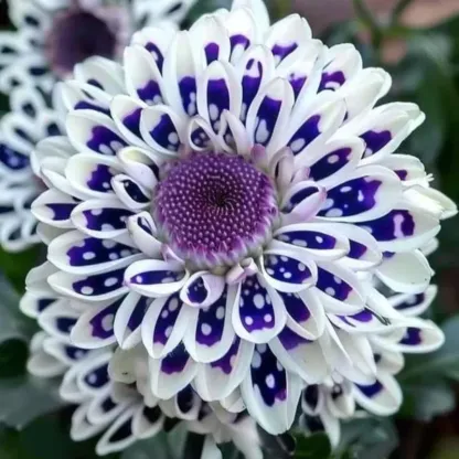 🌸Пленителна звездна нощна далия 🌸