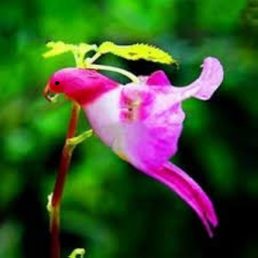 🦜🦜Семена за цвете на папагалска орхидея