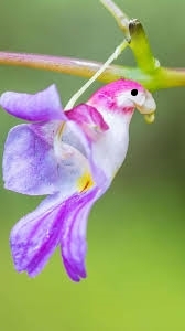 🦜🦜Семена за цвете на папагалска орхидея