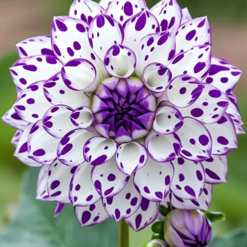 🌸Пленителна звездна нощна далия 🌸