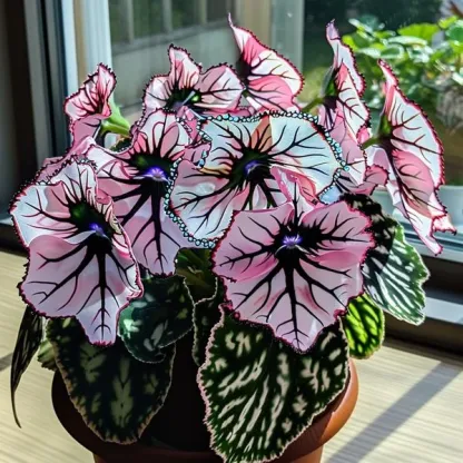 Бегония с венчелистчета от затъмнение