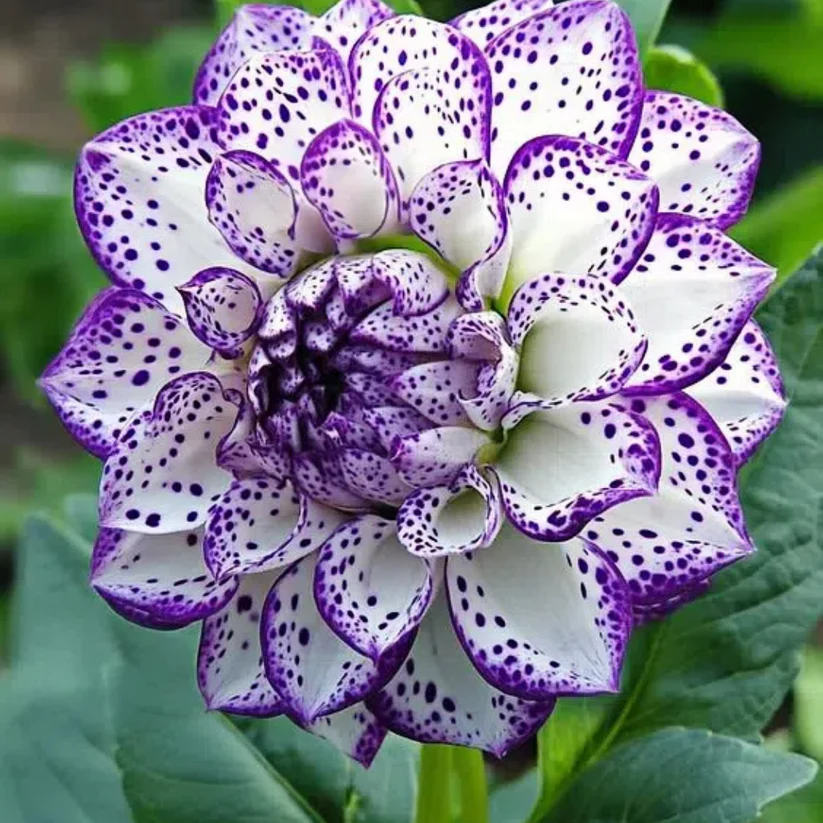 🌸Пленителна звездна нощна далия 🌸