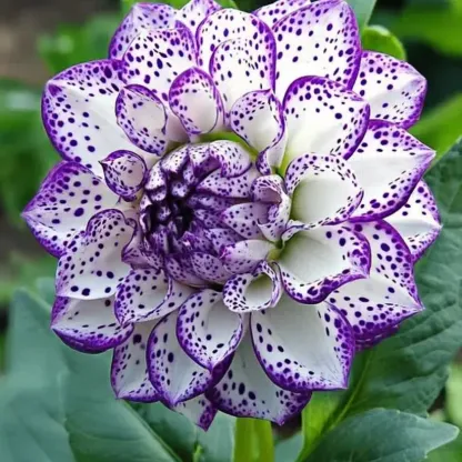 🌸Пленителна звездна нощна далия 🌸