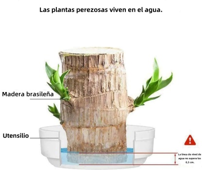 🎁Късметлийско растение🪴Бразилско дърво🔥Най-продаваният бонсай през 2025 г.