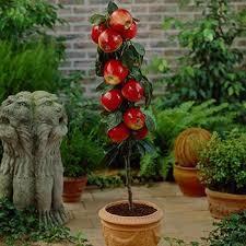 Four Fresh Red Fruit MIxed Seeds