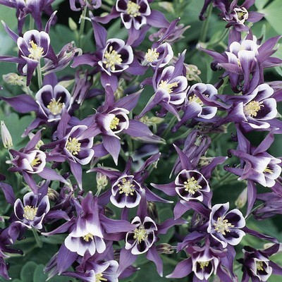 🐱🐾Семена от цветя "Котешка лапа"-Купете едно, вземете едно безплатно