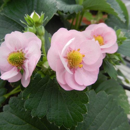 Berried Treasure Pink Strawberry
