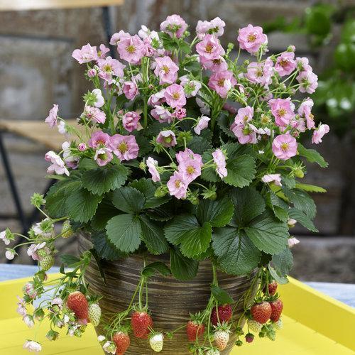 Berried Treasure Pink Strawberry