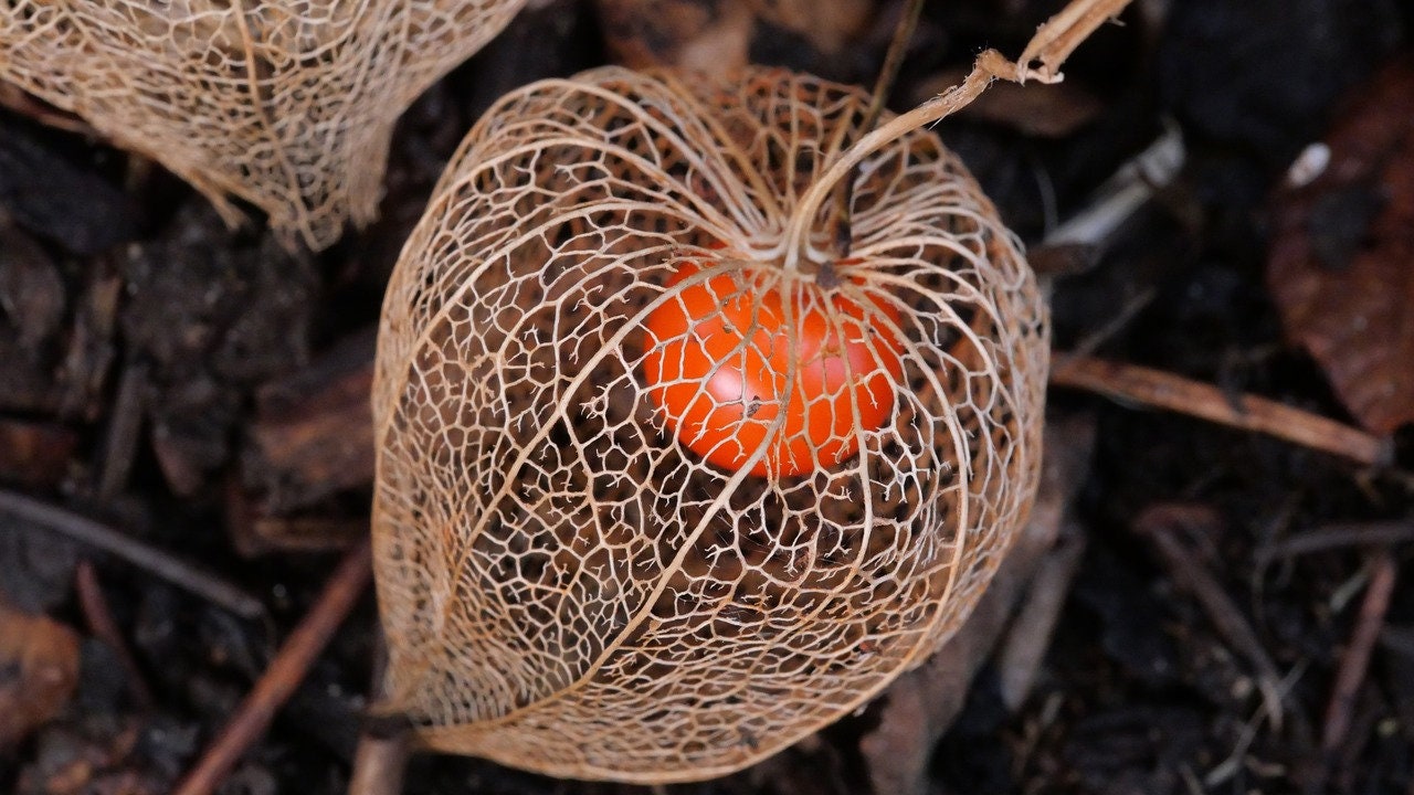 Physalis alkekengi，Strawberry groundcherry，Winter Ground Cherry - Chinese Lantern Seeds