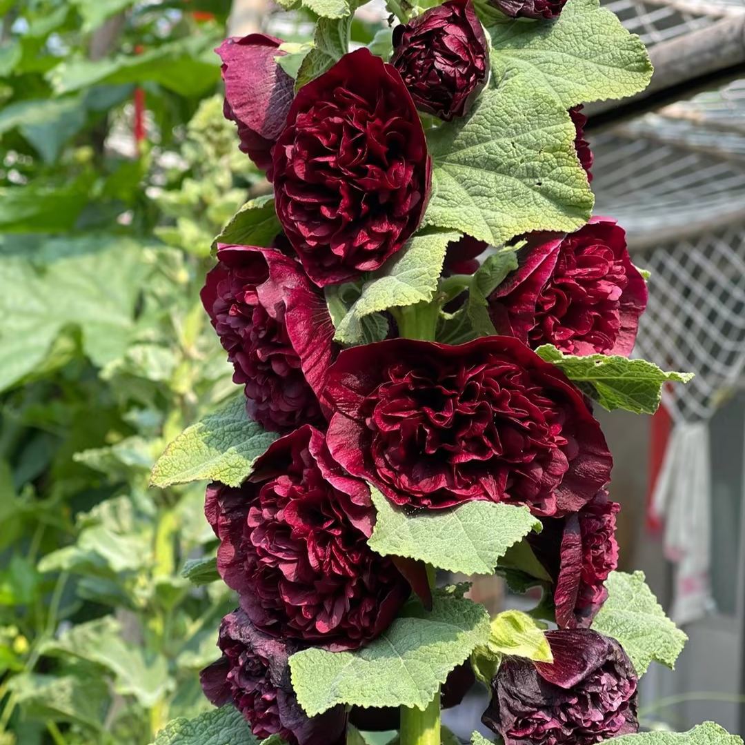 🌸Double Hollyhock Seeds