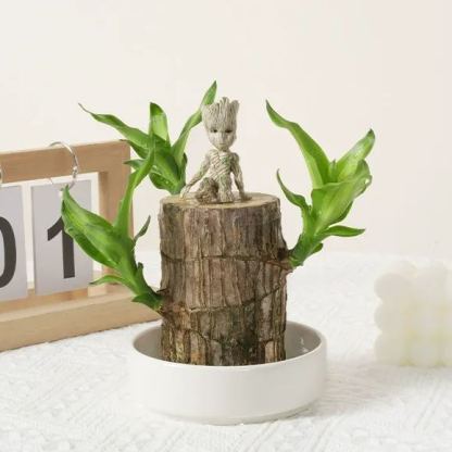 🎁Късметлийско растение🪴Бразилско дърво🔥Най-продаваният бонсай през 2025 г.