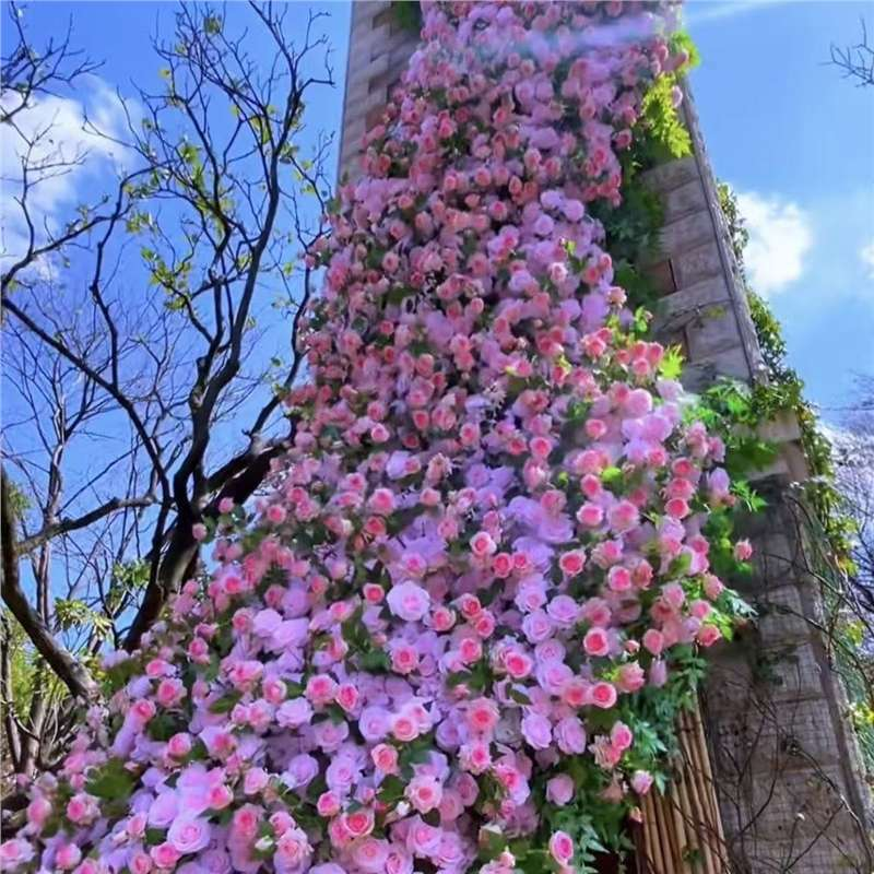 Climbing Rose Vine Seeds - Amazing Growth and Beautiful Roses