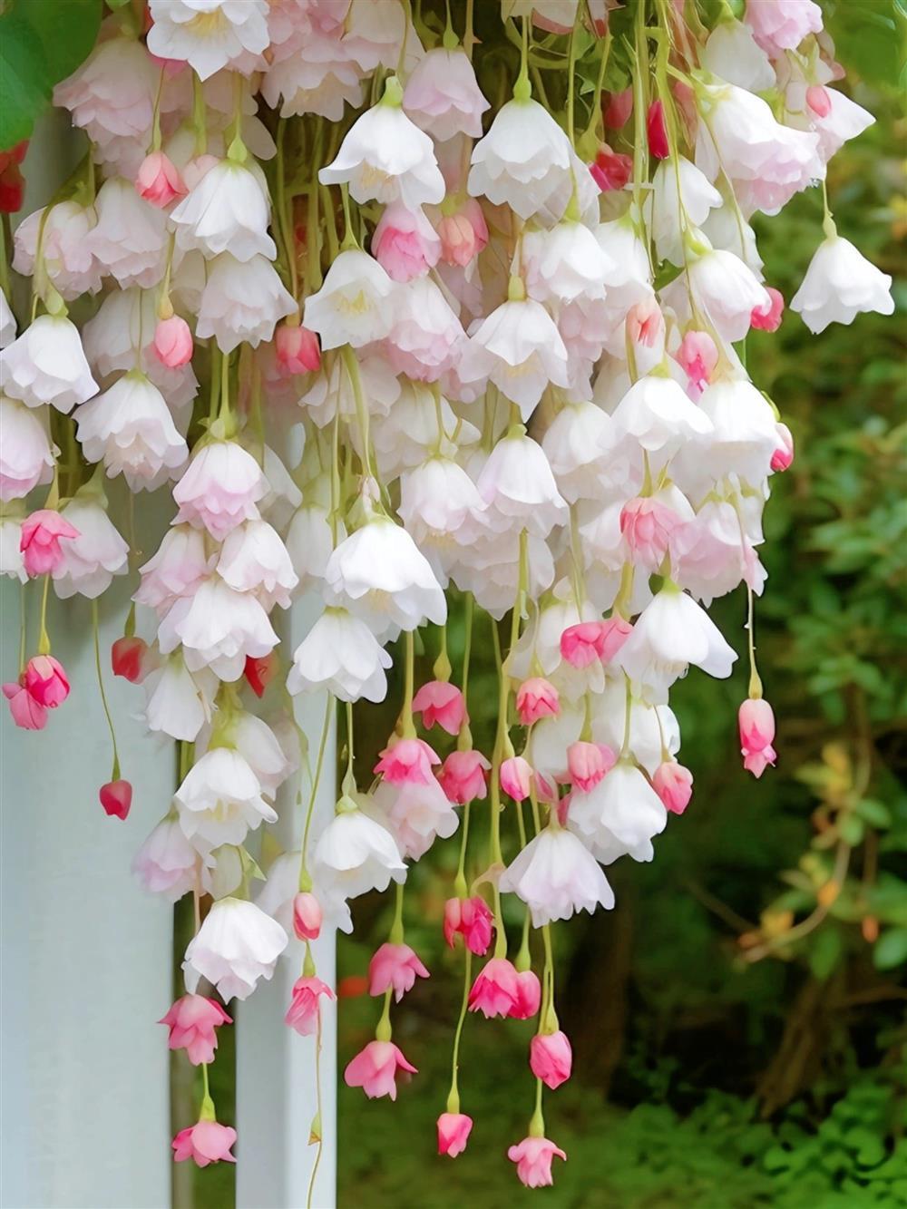 🌸✨Плачеща бегония – Каскадна цветна красота  🌸✨