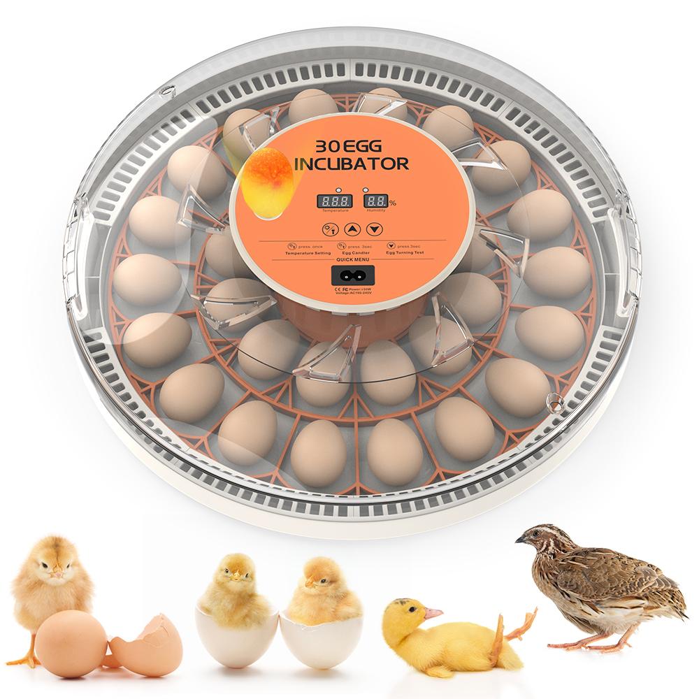 Incubadora de 30 huevos con volteador automático, pantalla digital de temperatura y humedad, y ovoscopio integrado para la incubación de pollos, codornices y patos.