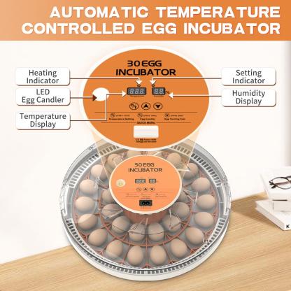 Incubadora de 30 huevos con volteador automático, pantalla digital de temperatura y humedad, y ovoscopio integrado para la incubación de pollos, codornices y patos.