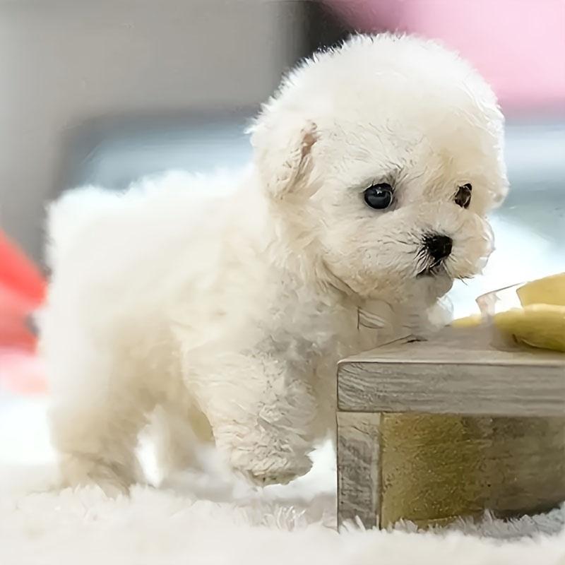 PawBuddy™ Plush Puppy AI - Interactive Toys