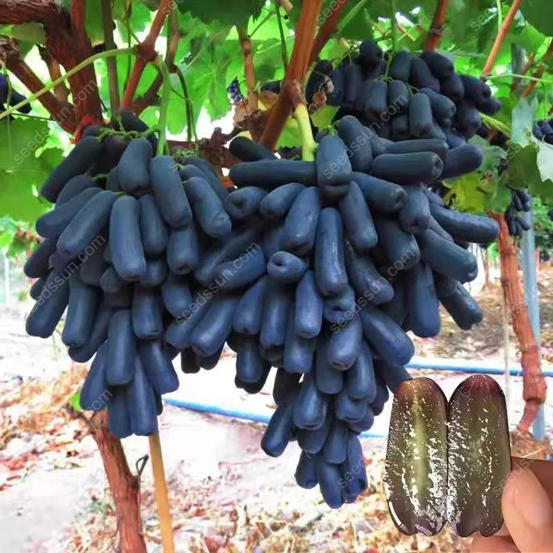 🔥 HORÚCI VÝPREDAJ 50% ZĽAVA 🔥Špecializované semená prstových hrozno 