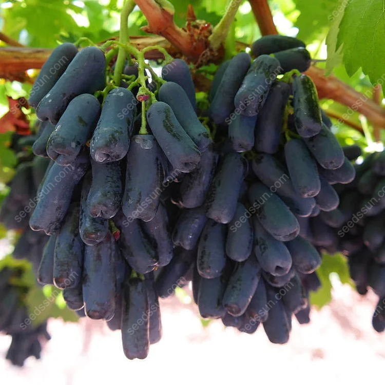 🔥 HORÚCI VÝPREDAJ 50% ZĽAVA 🔥Špecializované semená prstových hrozno 