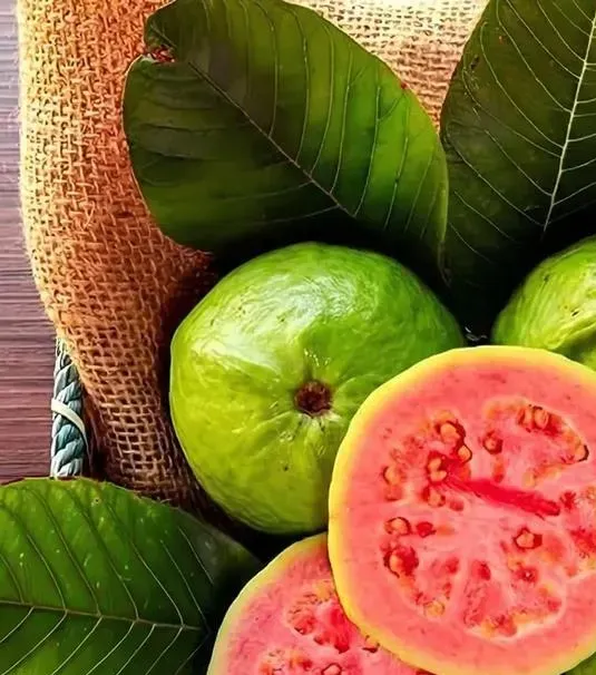 Guava seeds, suitable for potted plants, greenhouses and outdoor gardens, easy-to-cultivate fruit tree seeds. Guava seeds, suitable for potted plants, greenhouses and outdoor gardens, easy-to-cultivate fruit tree seeds.