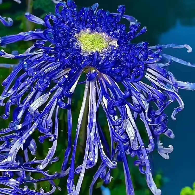 Beautiful Rare Spider Chrysanthemum 🌻 Very Easy