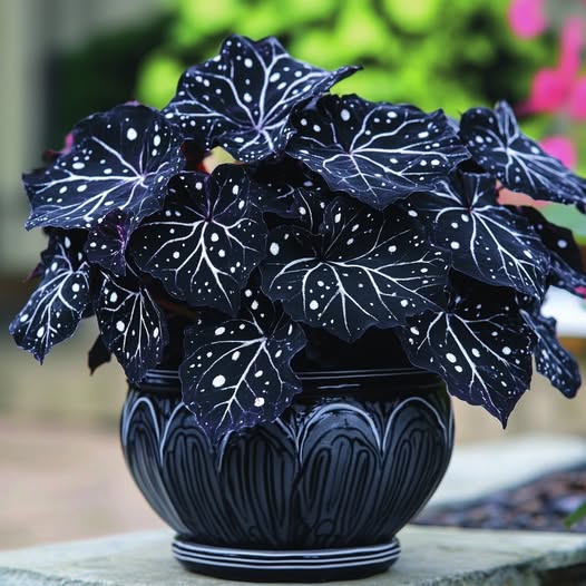 🦋Semienka begónie „Lunar Moth